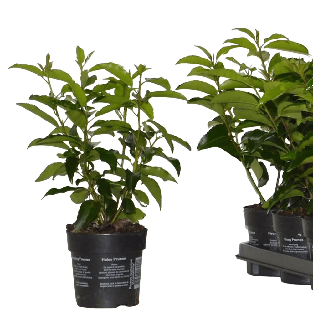 Prunus lusitanica 'Angustifolia' (evergreen)