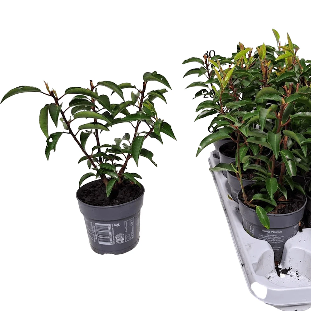Prunus lusitanica 'Angustifolia' (evergreen)