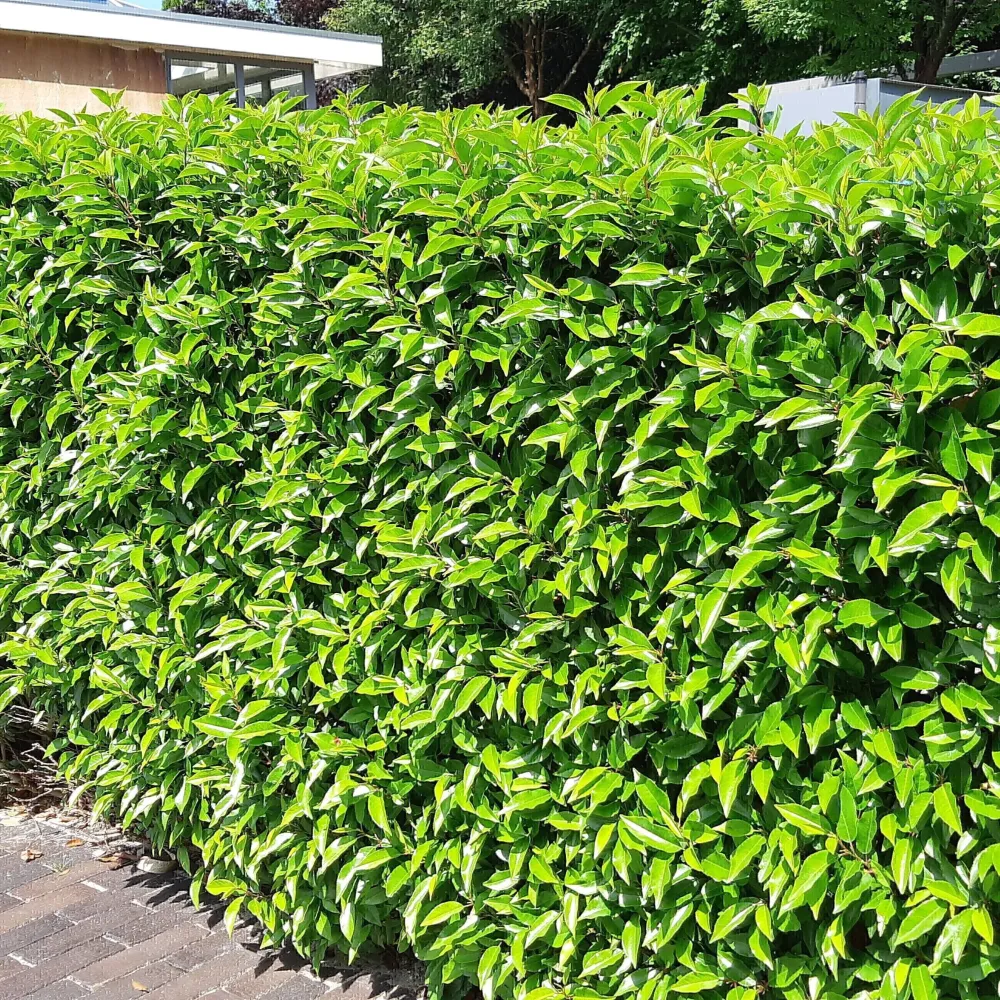 Prunus lusitanica 'Angustifolia' (evergreen)
