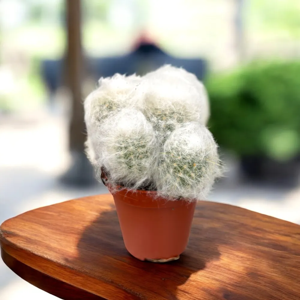 Pseudoespostoa melanostele - cactus columnar cu aspect argintiu