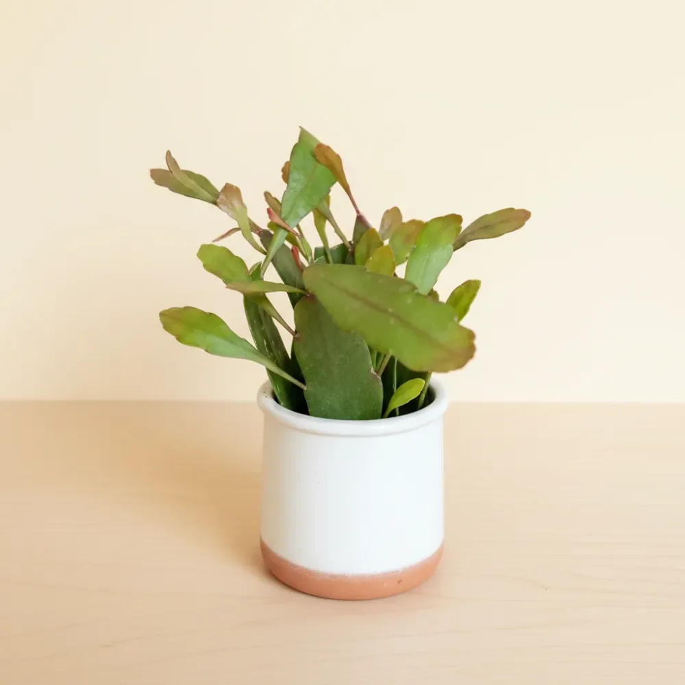 Pseudorhipsalis ramulosa (Rhipsalis red coral) D5 *babyplant