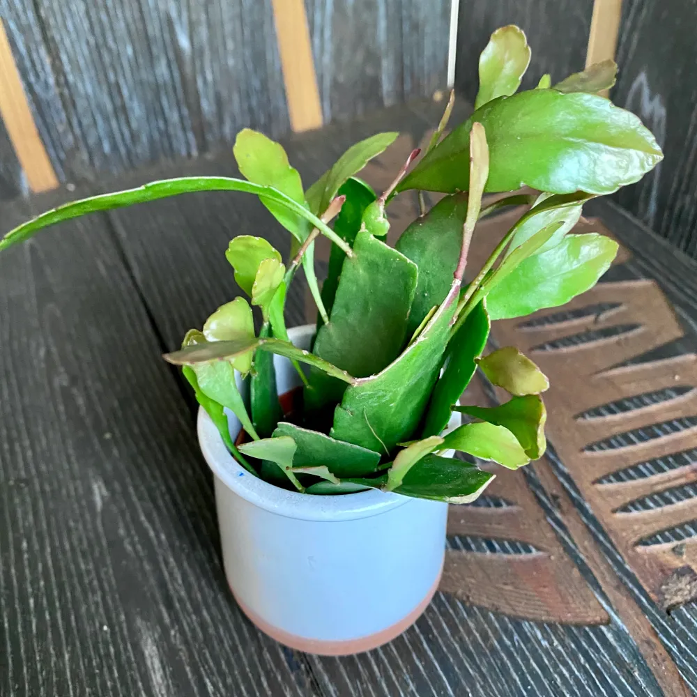 Pseudorhipsalis ramulosa (Rhipsalis red coral) D5 *babyplant