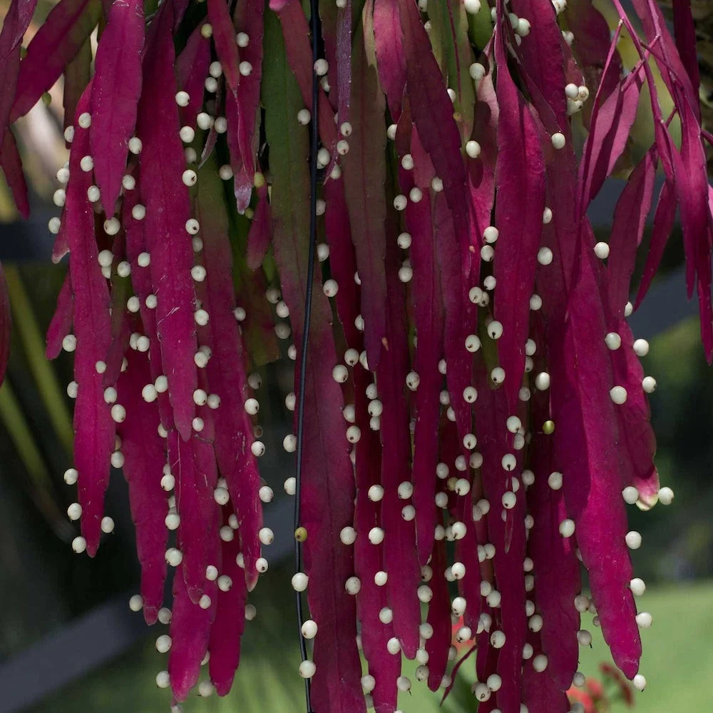 Pseudorhipsalis ramulosa (Rhipsalis red coral) D12