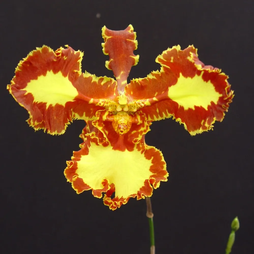Psychopsis Papilio Mariposa 'Three Lip' (peloric)
