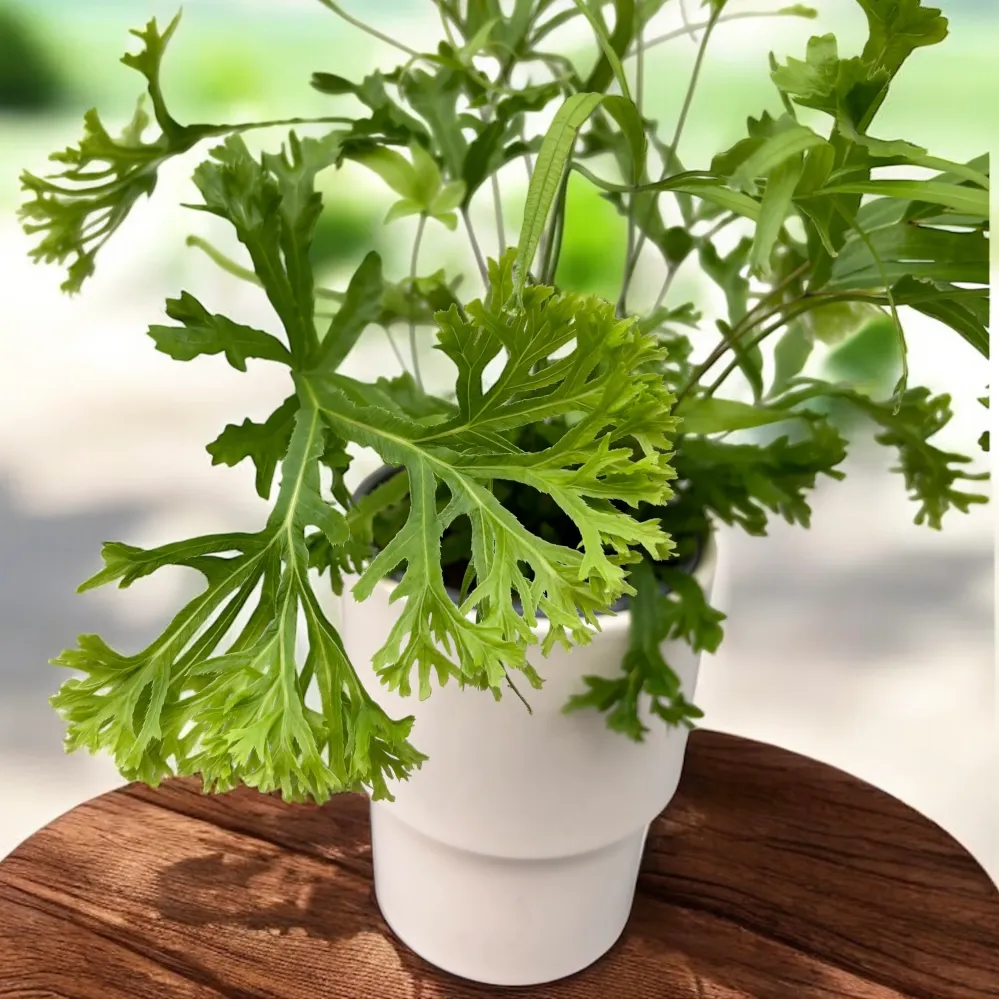 Pteris ‘Wimsetii’ – feriga decorativa cu frunze dantelate