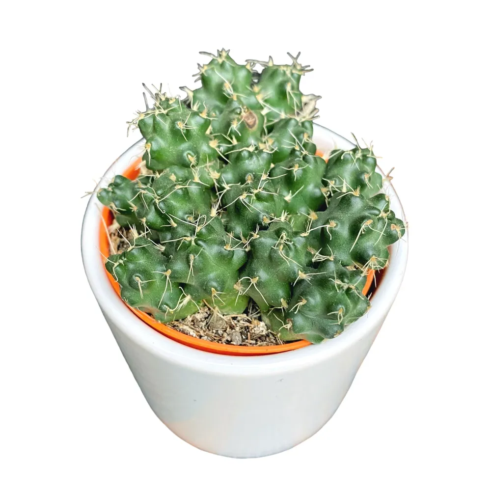 Puna subterranea
