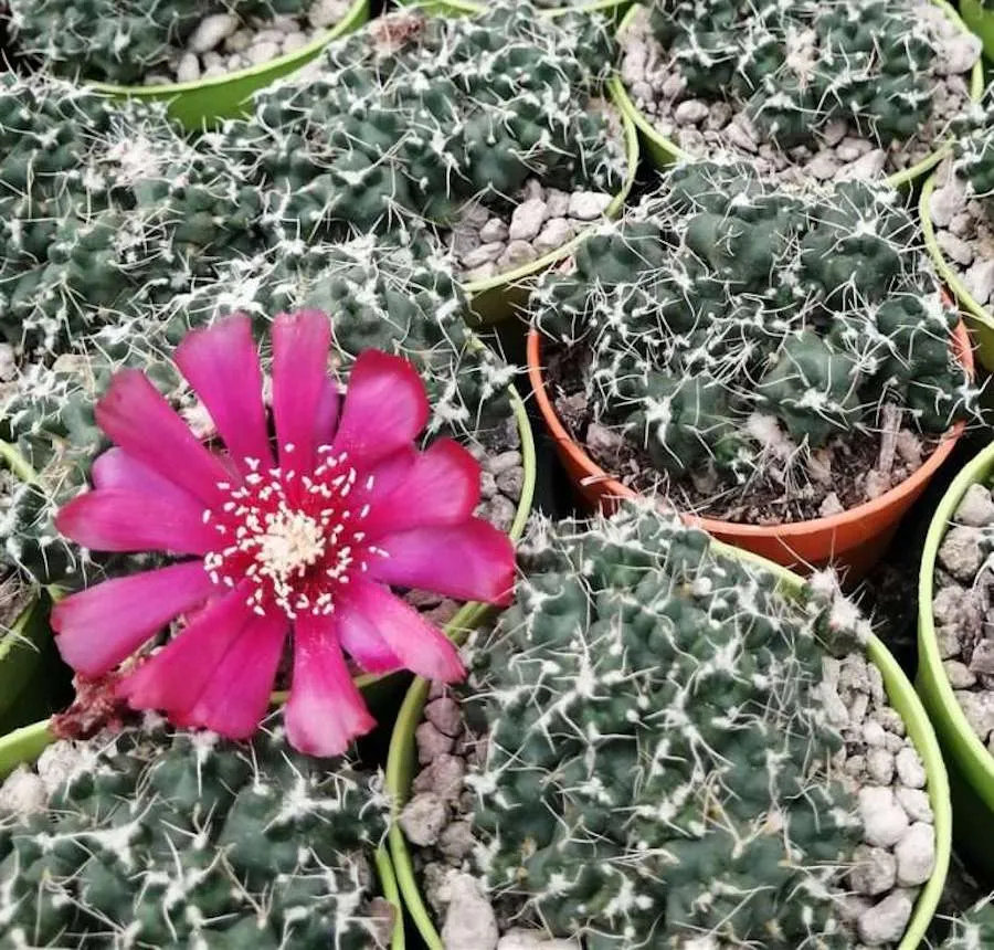 Puna subterranea