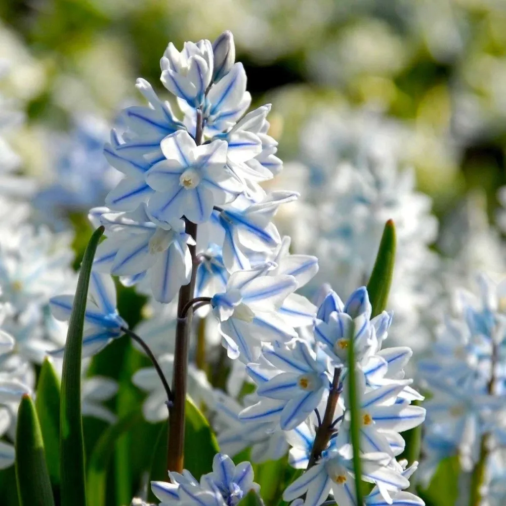 Puschkinia scilloides var. libanotica (Striped Squill)