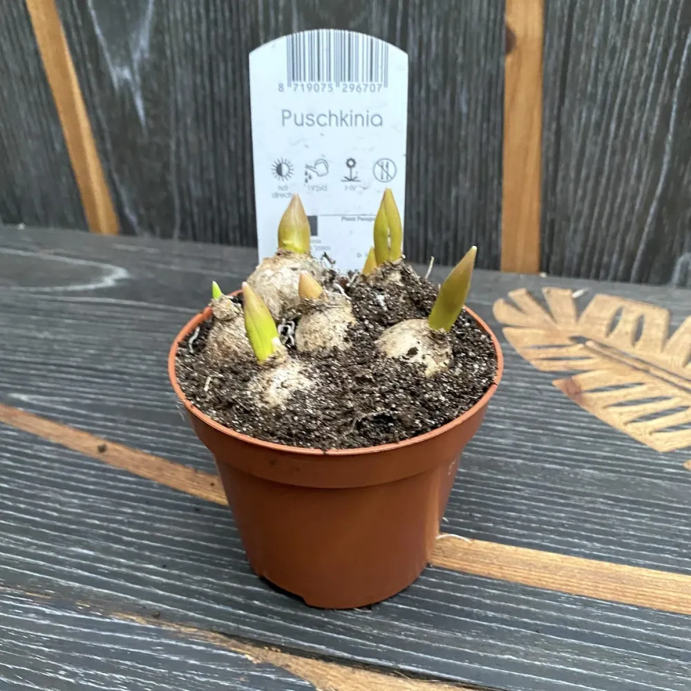 Puschkinia scilloides var. libanotica (Striped Squill)
