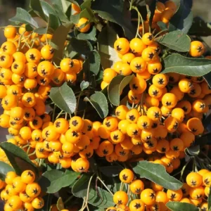 Pyracantha 'Soleil dOr' (evergreen - verde tot anul)