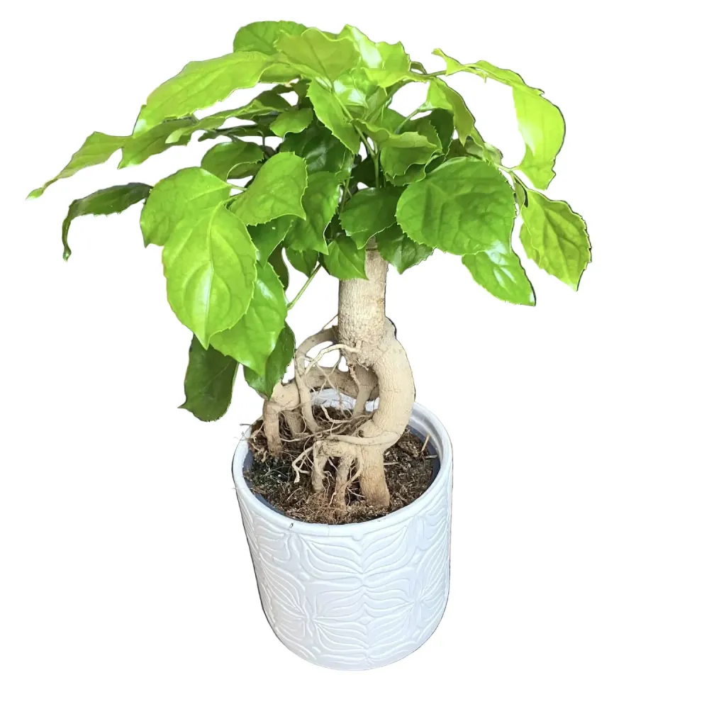 Radermachera sinica (China Doll Bonsai)