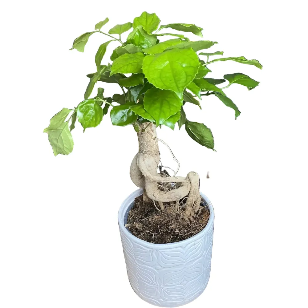 Radermachera sinica (China Doll Bonsai)
