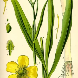 Ranunculus lingua