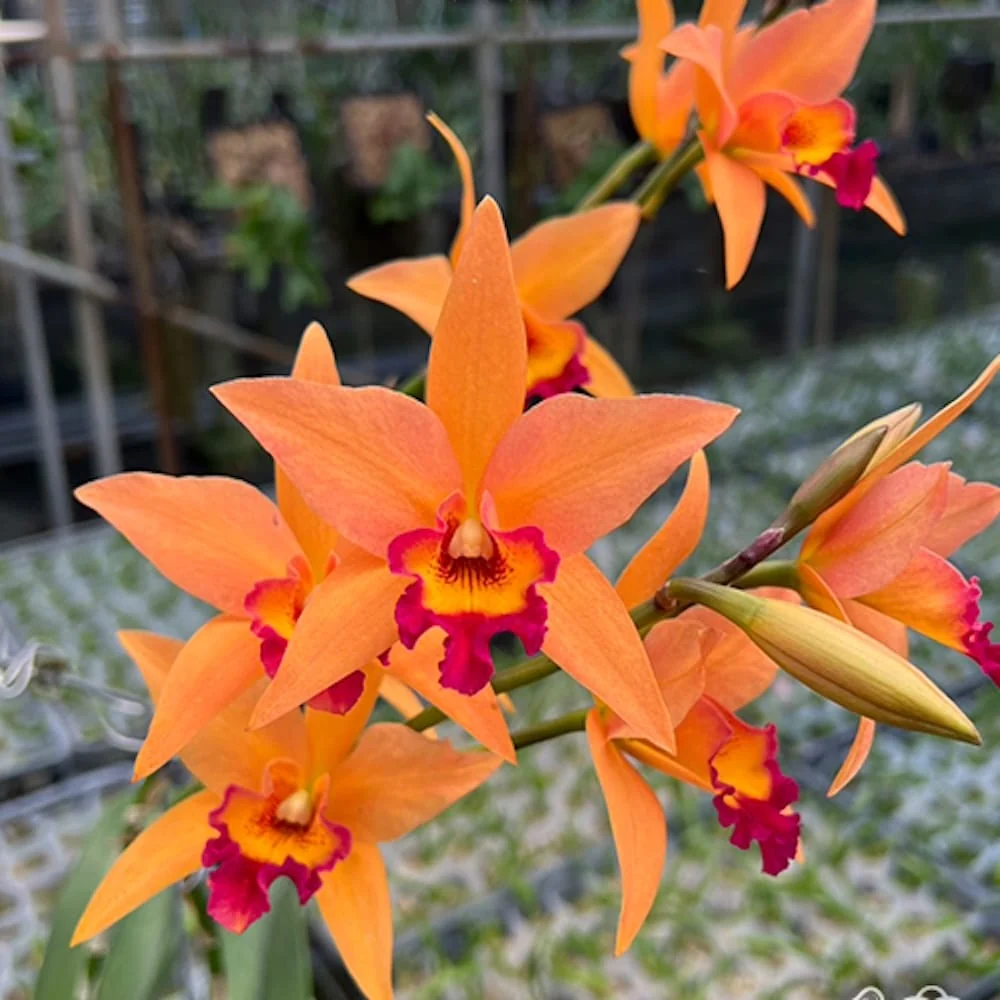 Rchg. Ancep Passion 'Hsinying' AM/AOS - parfumata