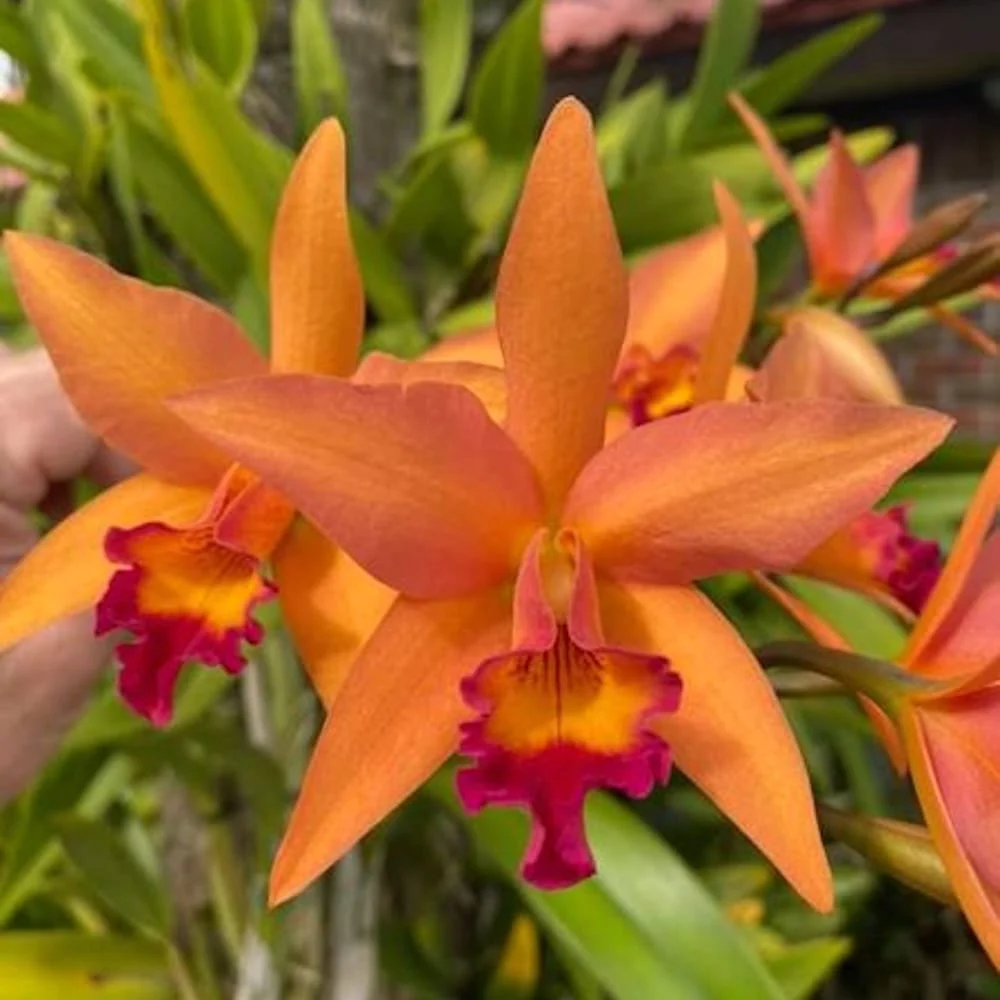 Rchg. Ancep Passion 'Hsinying' AM/AOS - parfumata