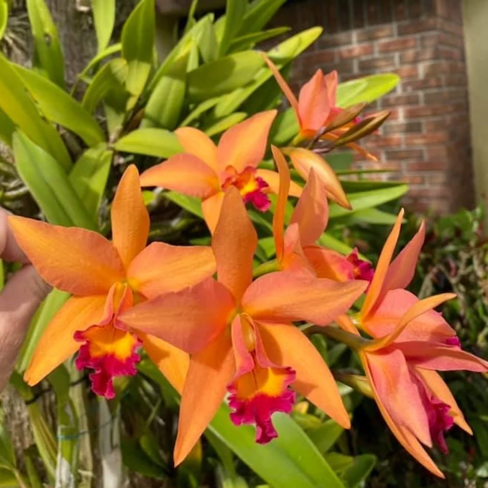 Rchg. Ancep Passion 'Hsinying' AM/AOS - parfumata