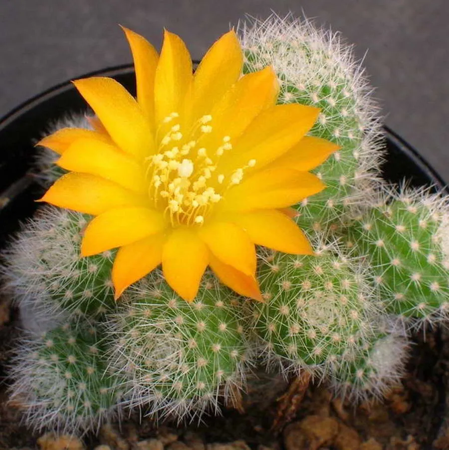 Rebutia fabrisii