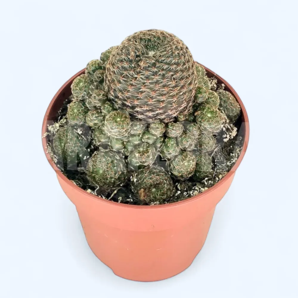 Rebutia heliosa var. condorensis – cactus miniatural cu inflorire spectaculoasa