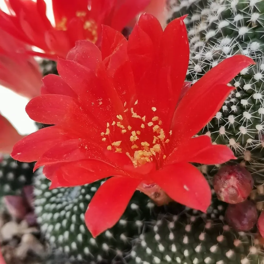 Rebutia Krainziana - cactus globular cu inflorire spectaculoasa