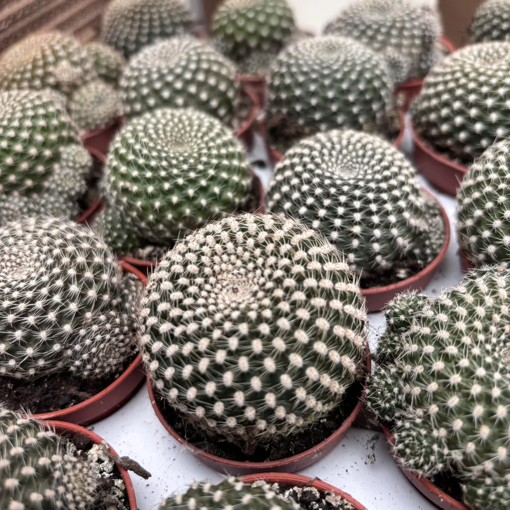Rebutia Krainziana - cactus globular cu inflorire spectaculoasa