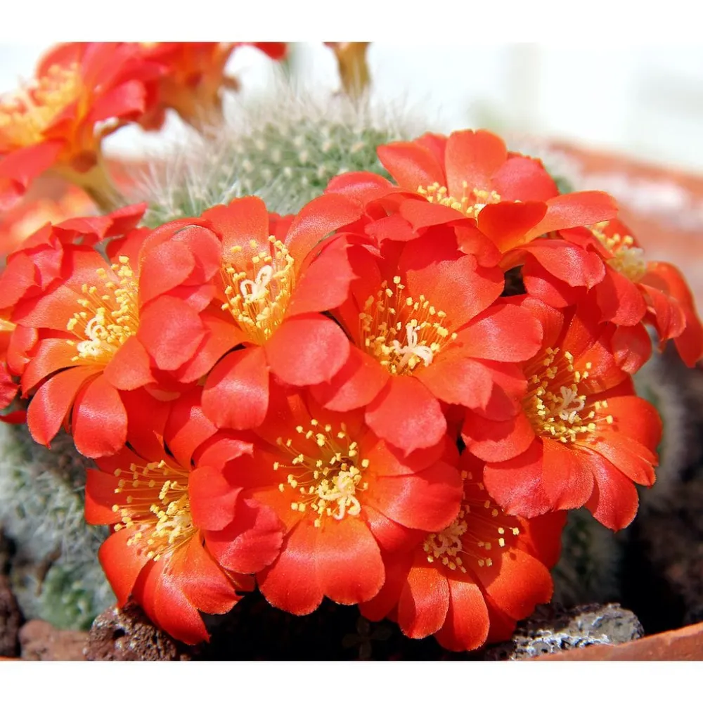 Rebutia minuscula