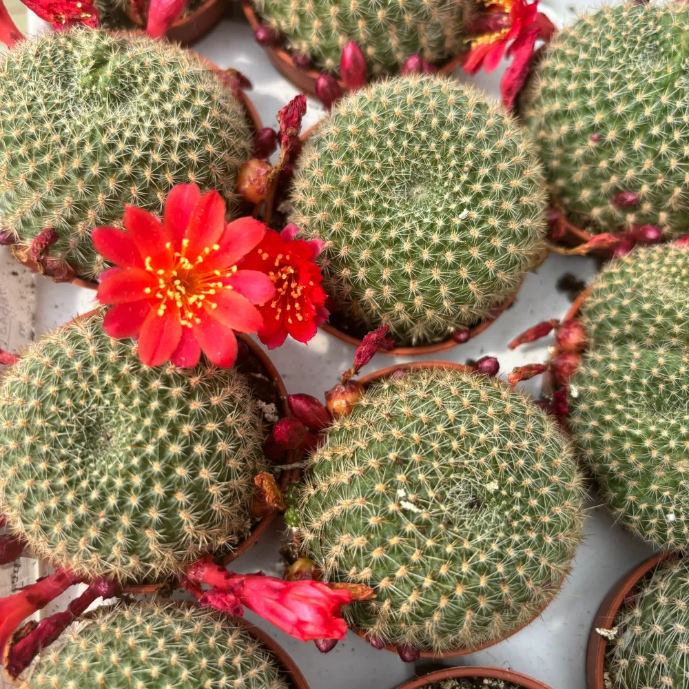 Rebutia minuscula