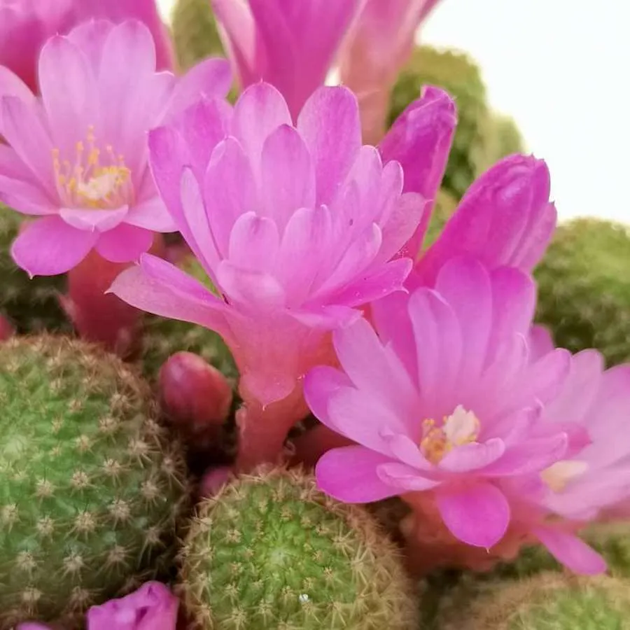 Rebutia perplexa