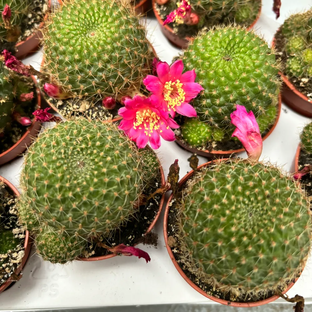 Rebutia perplexa