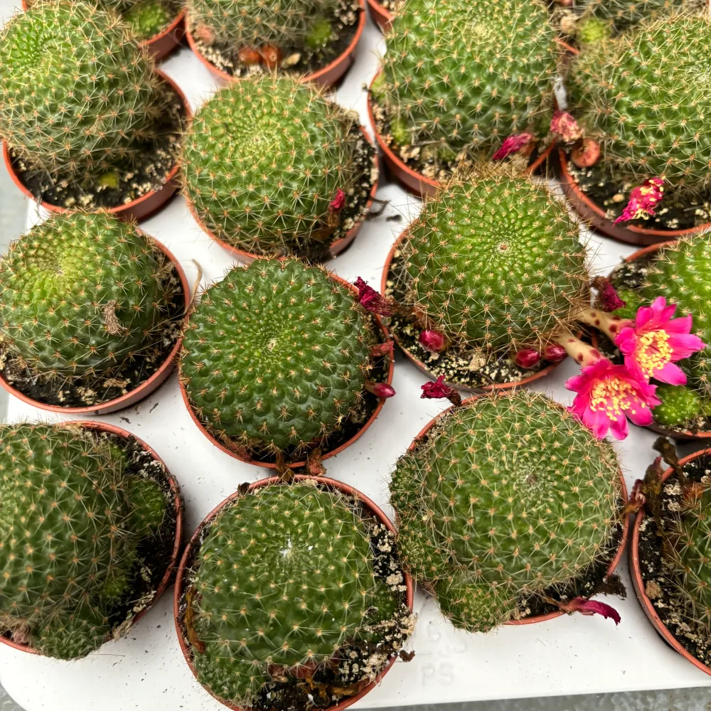 Rebutia perplexa