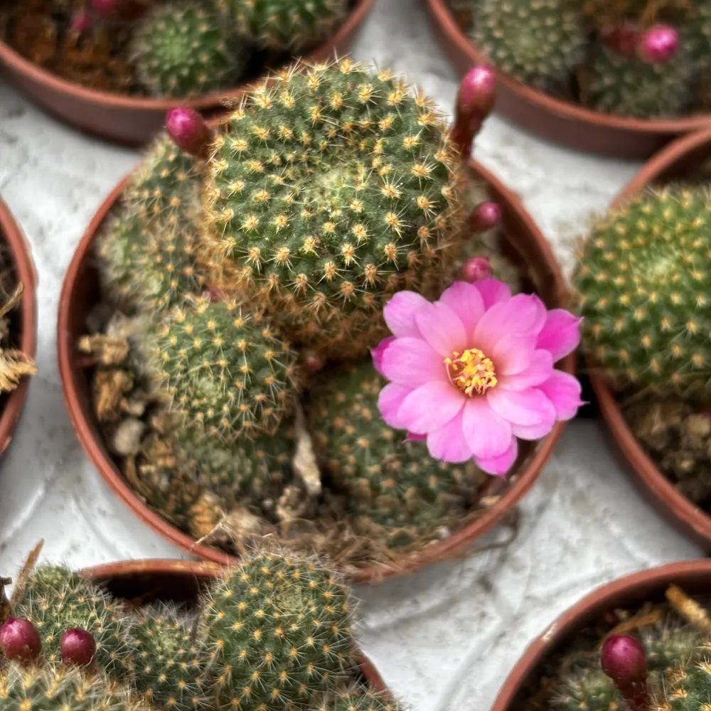Rebutia perplexa