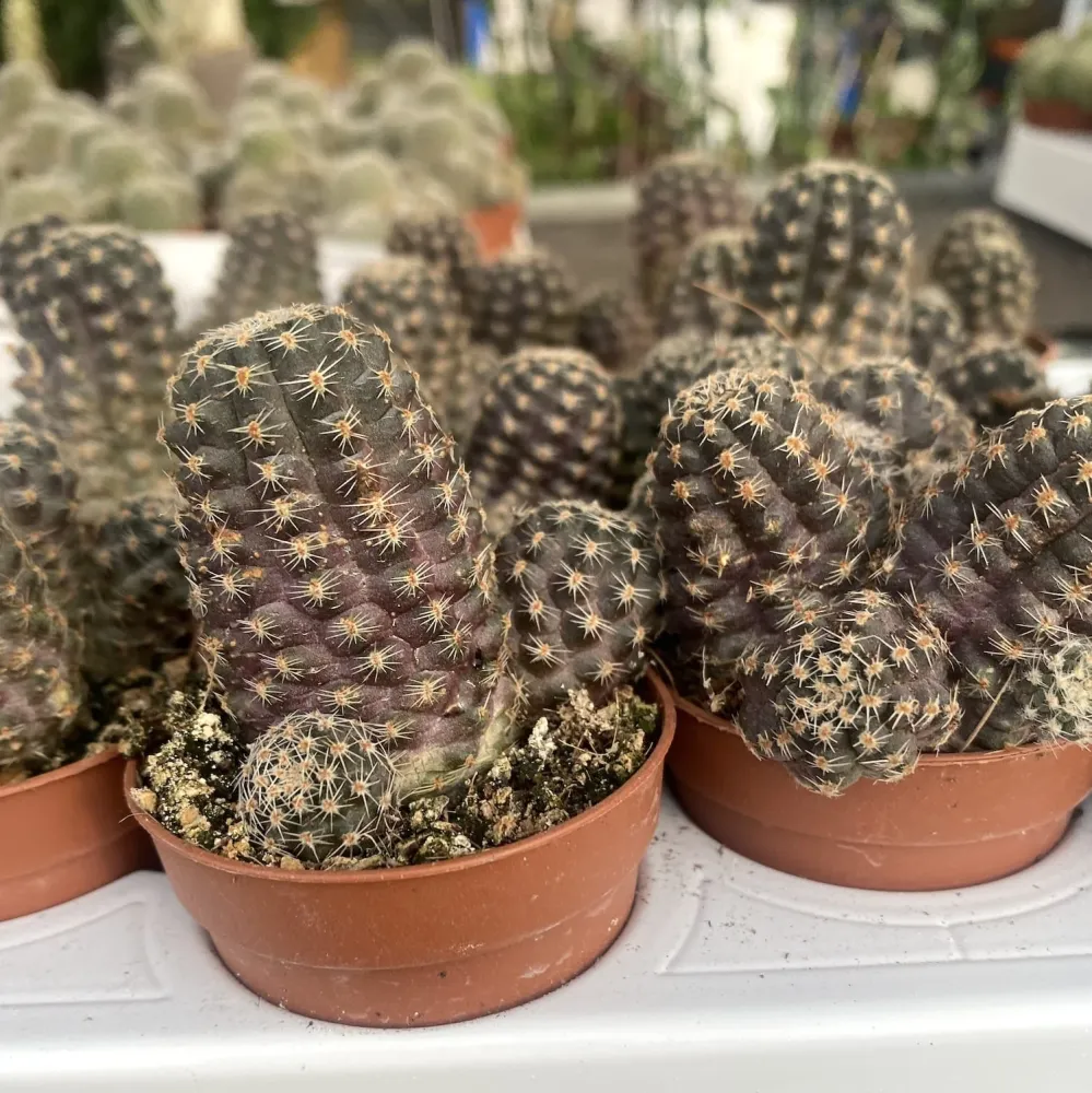 Rebutia pygmaea