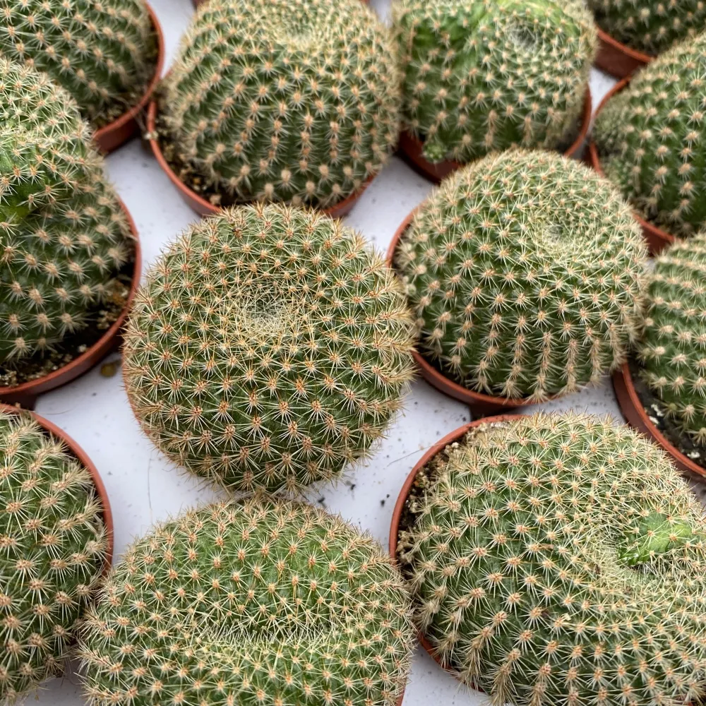 Rebutia violaceflora