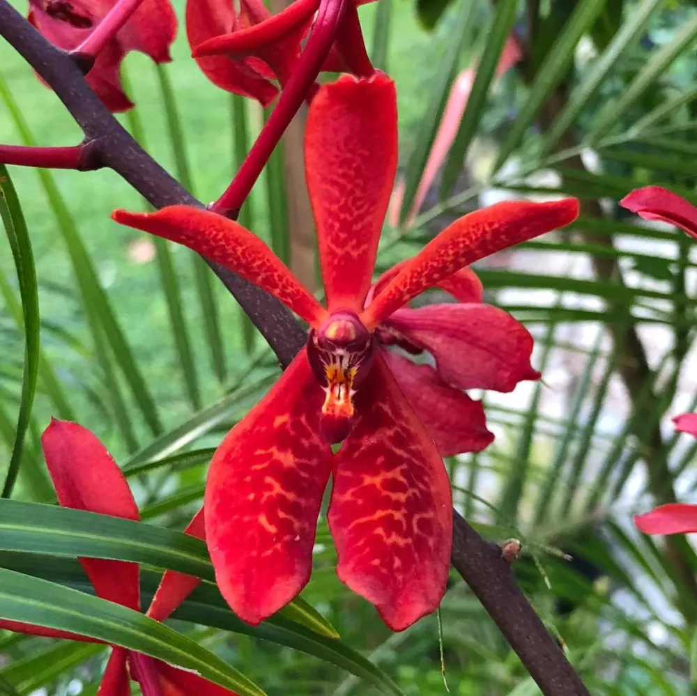 Renanopsis Lion Splendour (exemplare uriașe!!!)