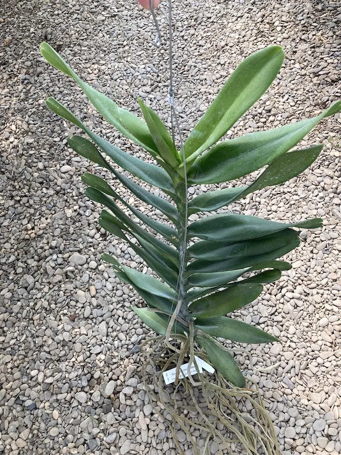 Renanopsis Lion Splendour (exemplare uriașe!!!)