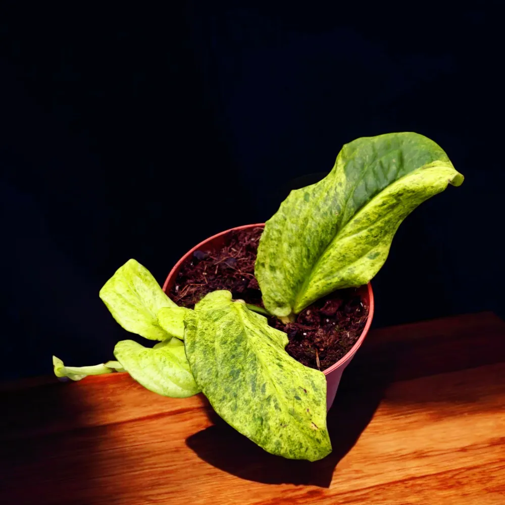 Rhaphidophora korthalsii 'Marble-Aurea' (variegata)