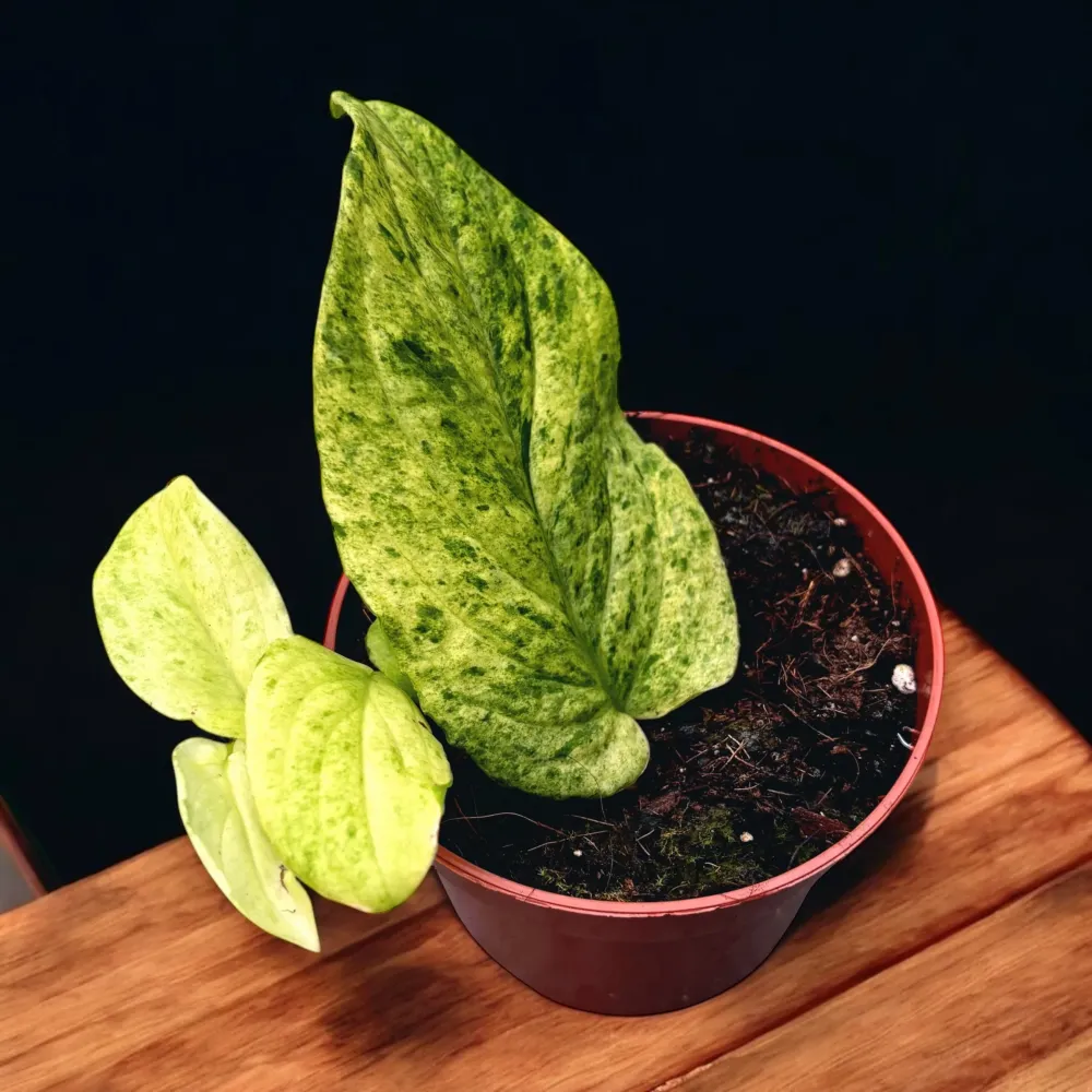 Rhaphidophora korthalsii 'Marble-Aurea' (variegata)
