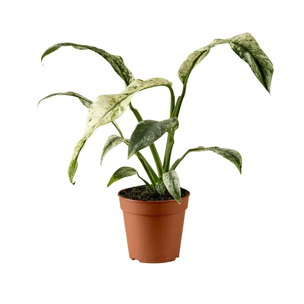 Rhaphidophora puberula 'Variegata'
