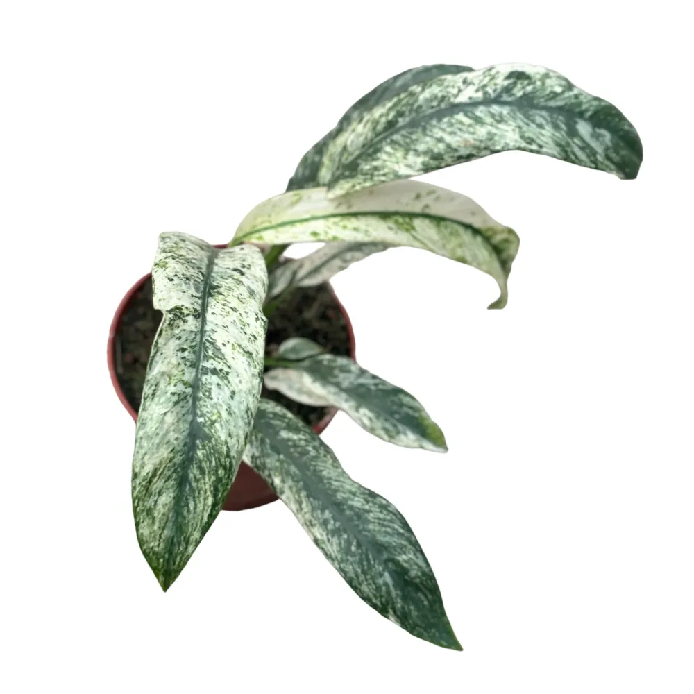 Rhaphidophora puberula 'Variegata'