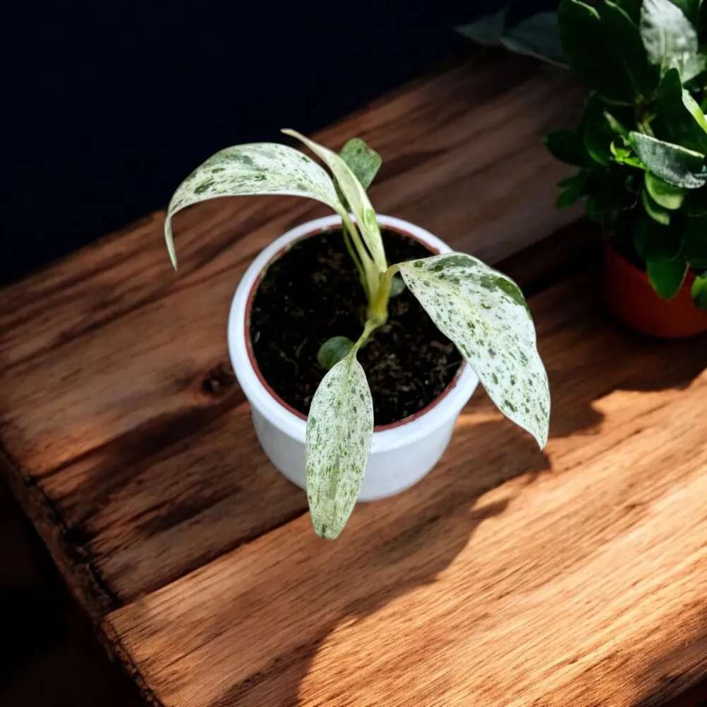 Rhaphidophora puberula 'Variegata' - babyplant
