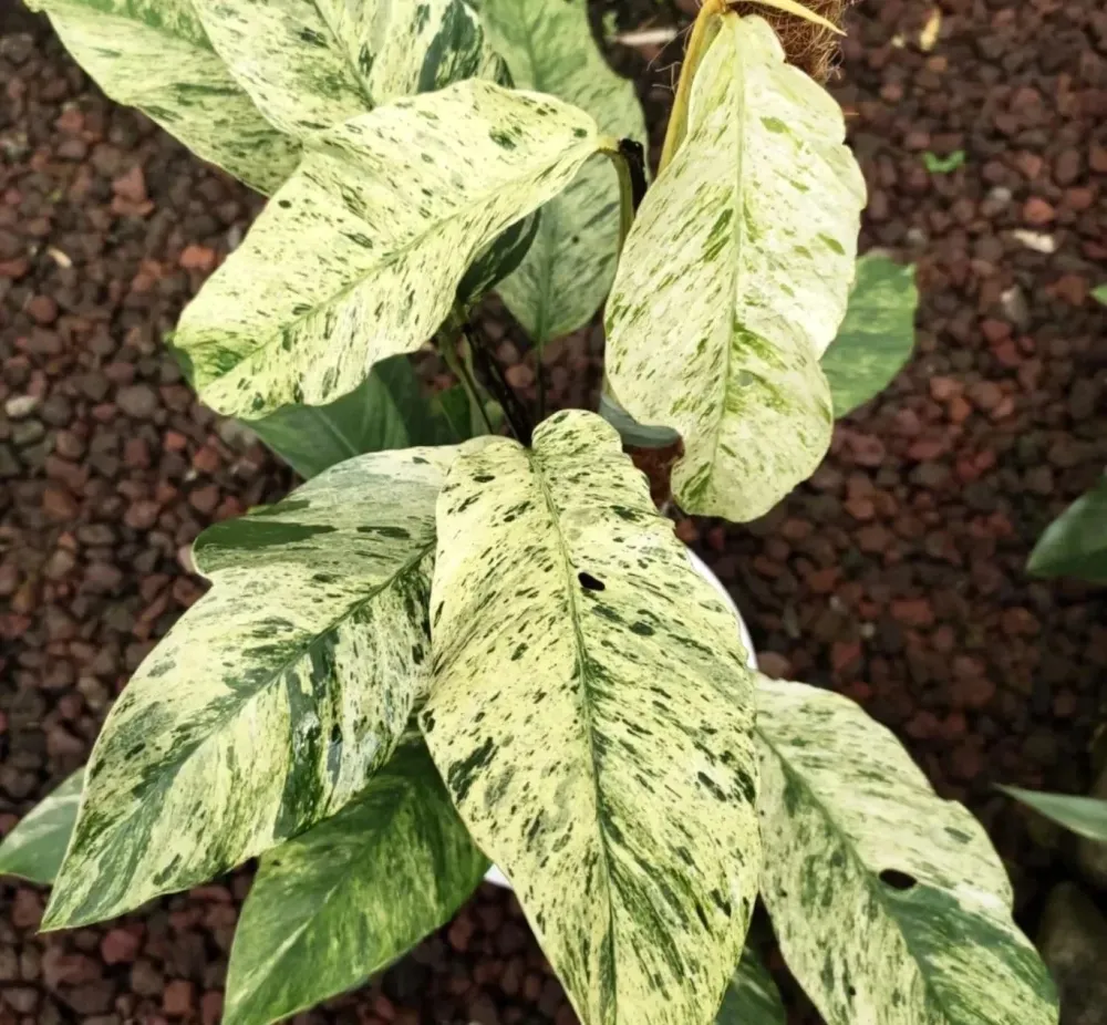 Rhaphidophora puberula 'Variegata' - babyplant
