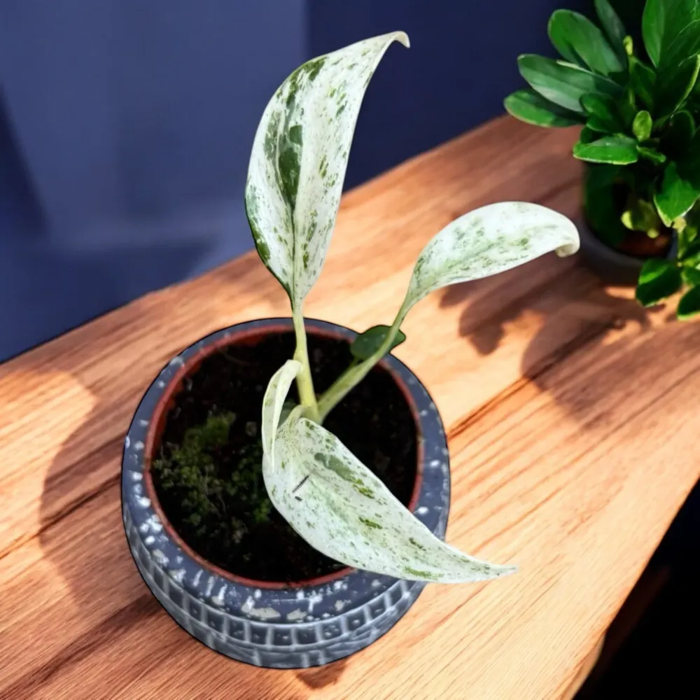 Rhaphidophora puberula 'Variegata' - babyplant