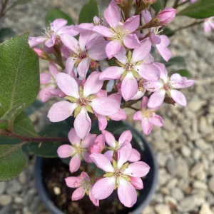 Rhaphiolepis indica bush pink - parfumat, de gradina