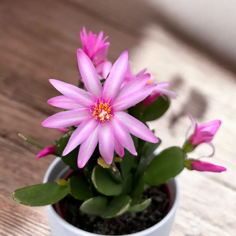 Rhipsalidopsis ‘Andromeda’ (floarea pastelui) 3-4pp