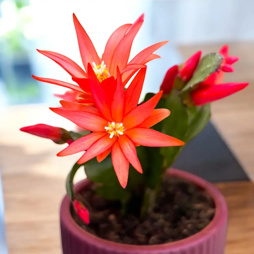 Rhipsalidopsis ‘Colombia’ (floarea pastelui)
