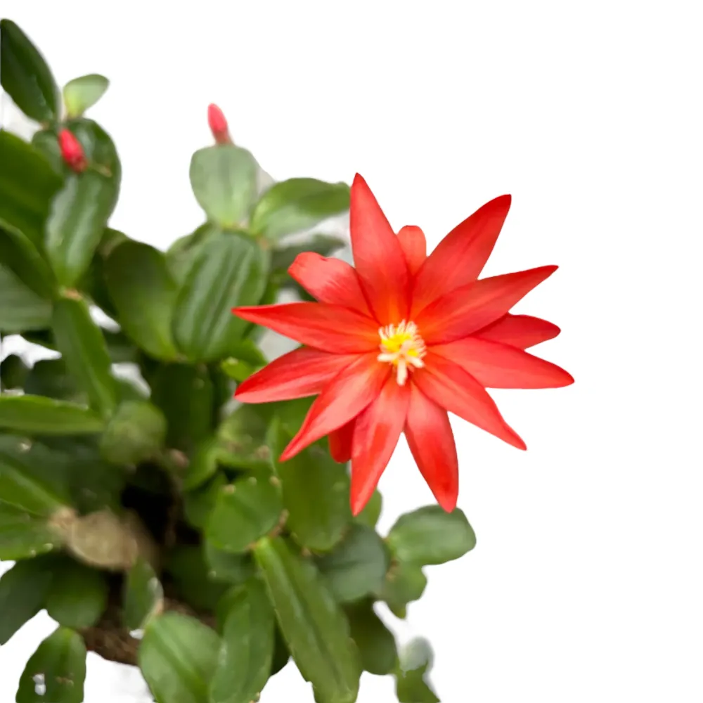 Rhipsalidopsis gaertneri (floarea pastelui)