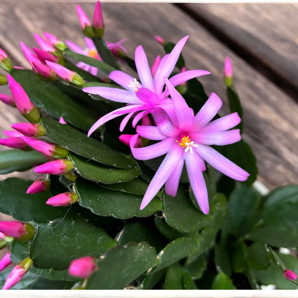 Rhipsalidopsis ‘Pink’ (floarea pastelui roz) 4 plante/ghiveci