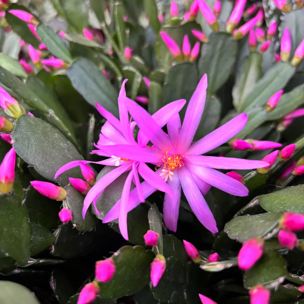 Rhipsalidopsis ‘Pink’ (floarea pastelui roz) 4 plante/ghiveci
