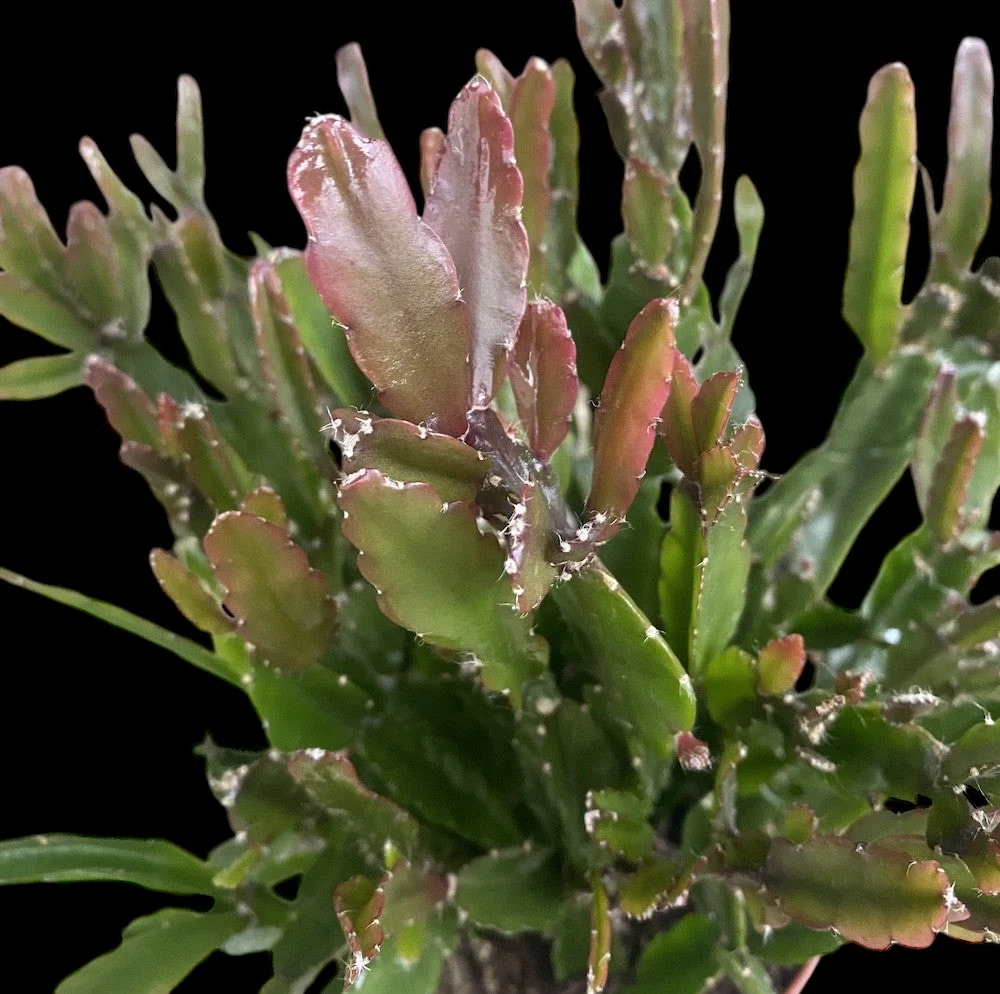 Rhipsalis Agudoensis