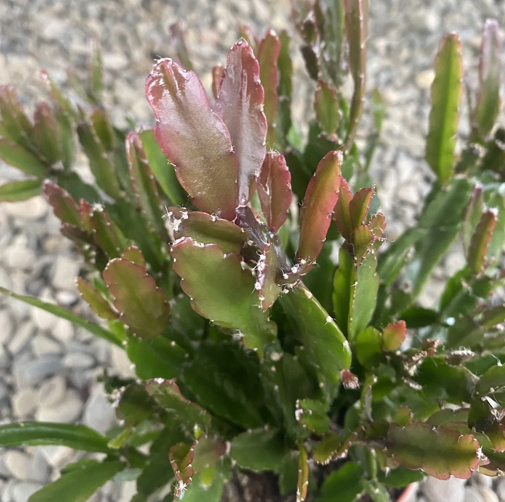 Rhipsalis Agudoensis