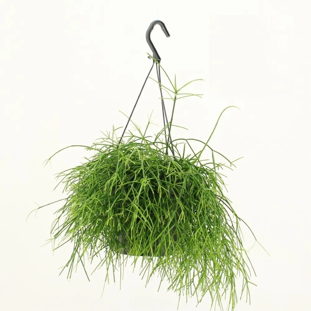 Rhipsalis baccifera 'Oasis' (Cactus vasc) D17 - exemplare XL